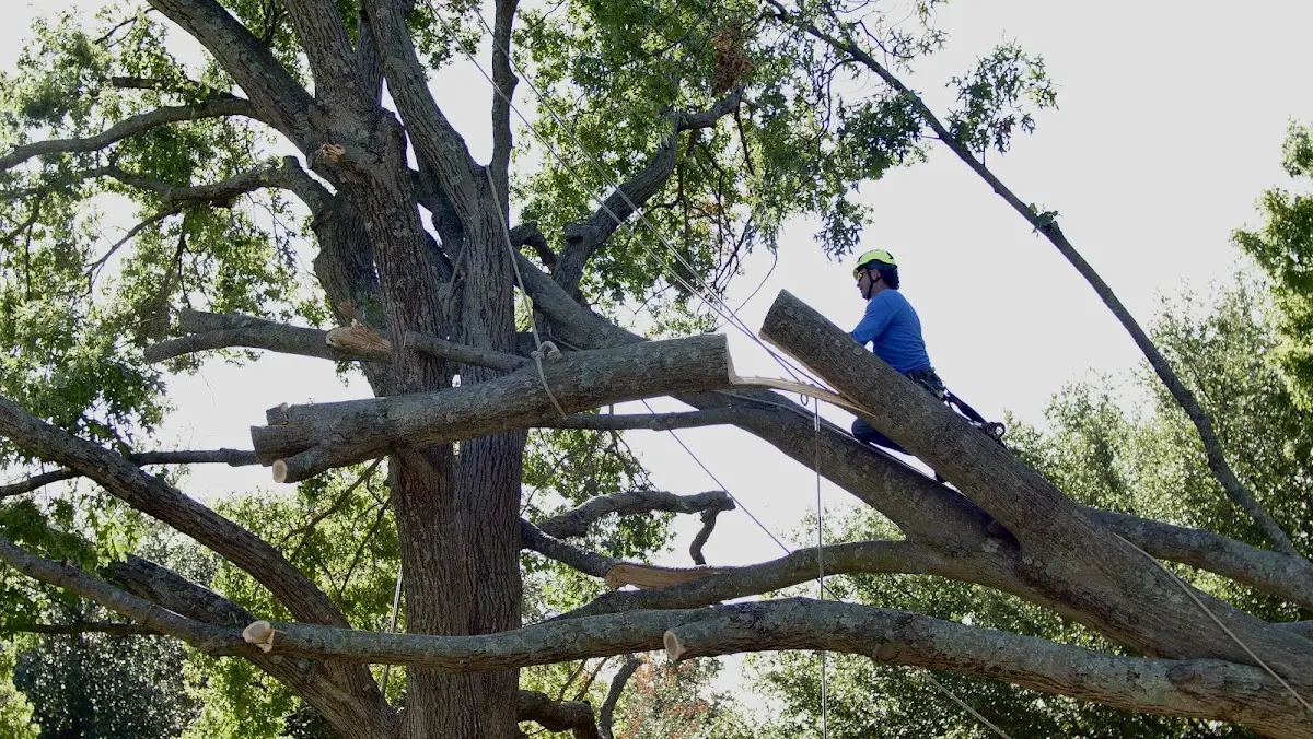 Professional Crown Thinning performed by certified arborists in Montgomery